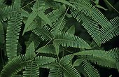 Fern growing in a clearing in Tropical forest Gabon