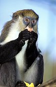 Campell's Guenon eating a fruit