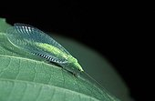 Green Lacewing on leaf Spain