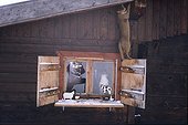 Chat debout en équilibre sur le rebord d'un volet ; Il semble que le chat cherche à attraper quelque chose sur la poutre en bois au dessus de la fenêtre. Un siamois observe depuis l'intérieur