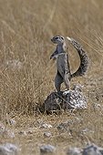 Ecureuil de terre dressé sur ses pattes arrières Namibie