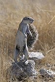 Ecureuil de terre dressé sur ses pattes arrières Namibie