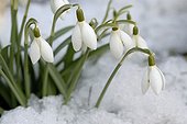Snowdrops under snow at the end of the winter in a garden 
