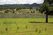 Agricultural landscape of Chiapas Mexico ; Overall picture on the farms.