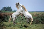 Camarguais horse fighting France 