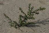 Prickly saltwort growing in the sand