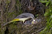 Grey wagtail taking care of it fledglings 