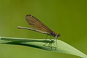 Virgin Calopteryx perched on a sheet France