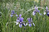 Siberian Iris in a wet meadow in the rieds France ; Glacial relic plant found in the Alsatian black rieds. Wetlands corresponding to wet meadows with choin and carex with a black color ground, a little boggy. May 27.
