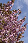 Flowering Plum in april Belfort France