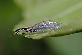 Raphidia on a leaf Belfort France