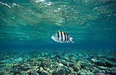 Indo-pacific sergeant swimming with top of coral reef Egypt