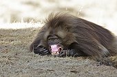 Gelada baboon showing its canines Simien Mountains Ethiopia
