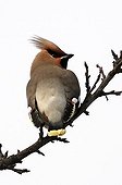 Bohemian Waxwings branched Alsace France