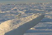 Ivory Gull on the Ice-floe Spitsbergen Arctic 