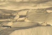 Ivory Gulls on the Ice-floe Spitsbergen Arctic 