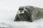 Bearded Seal on the Ice-floe Spitsbergen Arctic