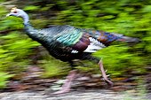 Ocellated Turkey running Mexico ; Biosphere Reserve of  Chiapas.