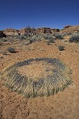 Development in circle of an herbaceous in desert Utah  USA
