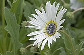 Arctotide en fleur en été