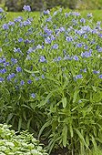 Vipérine 'Blue Bedder' en fleur en été