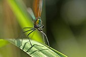 Beautiful demoiselle female at the edge of Couze Pavin