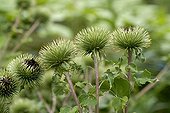 Fruits of Greater burdock in a garden Alsace France ; Such attachment has inspired the system of loop fasteners, also called scratch or Velcro (marketed by the trademark Velcro International BV), invented by George de Mestral, a Swiss engineer, in 1948.