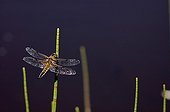 Dragonfly with four spots Lake of Bressou France