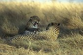 Female Leopard and its young playing Masai Mara Kenya