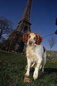 Dog leaves some in the lawn in front of the Eiffel Tower Fra