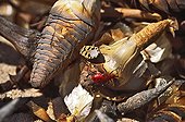 Bugs on the female cones of Welwitschia Namibia ; Welwitschia bear fruit each year and produce great quantities of winged seeds. One observes also here bugs specific of Welwitschia.