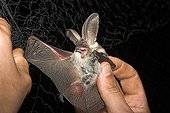 Grey big-eared bat captured by a net for a study France 