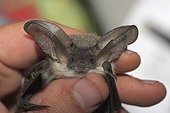 Young Grey big-eared bat in the hands of a naturalist France