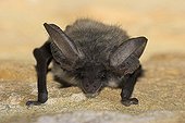 Young Grey big-eared bat on a wall upside down France
