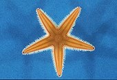 Starfish in the Mediterranean Sea ; Higher morphology shows the spines of starfish on the arms. Frequent Echinodermata in the Mediterranean Sea. Height : approximately 30 cm.