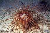 Colored Tube Anemone with the deployed tentacles ; @ Species of the North Sea.  <br>Its tentacle enable him to feed itself of plankton or bigger animals (small shellfish). The diameter of the crown of tentacles is approximately 20 cm.