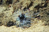 Colored Tube Anemone with the deployed tentacles ; @ Species of the North Sea.  <br>Its tentacle enable him to feed itself of plankton or bigger animals (small shellfish). The diameter of the crown of tentacles is approximately 15 cm.