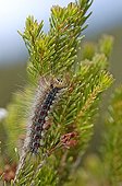 Caterpillat of Asian Gypsy Moth eating vegetation France