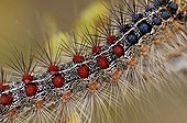 Caterpillat of Asian Gypsy Moth France
