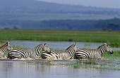 Burchell's zebras in water Nakuru NP Kenya