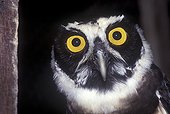 Portrait of a Spectacled owl South America