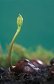 Germination of a Bush's chestnut France  ; Stage 6. 