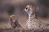 Young Cheetah and its mother Masaï Mara Reserve Kenya