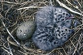 Chicks and egg of Gull herring in the nest 