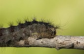 Caterpillar of Asian gypsy moth on a branch