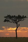 Dortoir de gros oiseaux sur un Acacia Masaï Mara Kenya