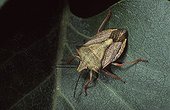 Bug on a leaf Spain