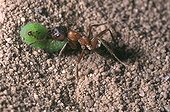 Slavemaker ant attacking a caterpillar France