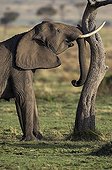 Eléphant d'Afrique secouant un Acacia Masaï Mara Kenya