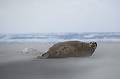 Female Grey seal and its pup on a beach Donna Nook 